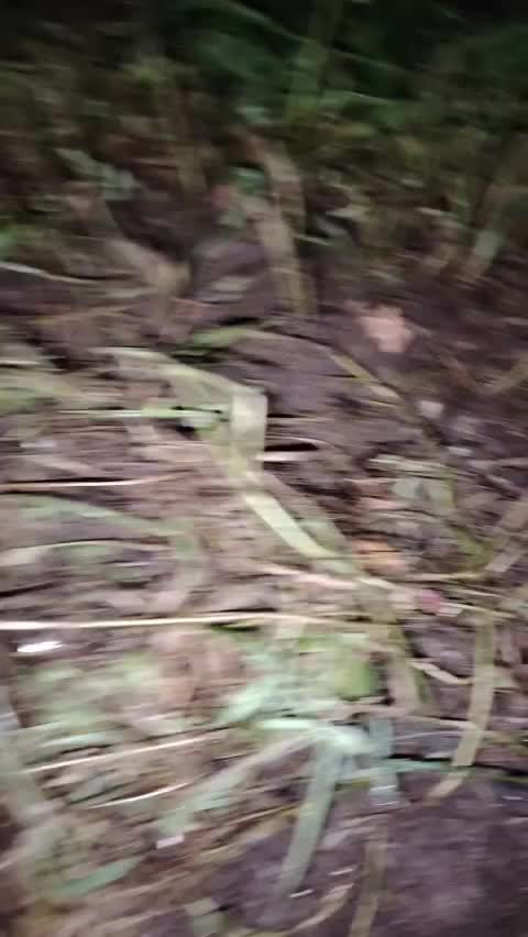 7LPy93.mp4